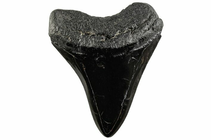 3.65" Fossil Megalodon Tooth - Polished Blade